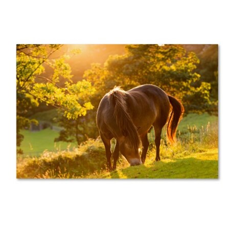 Trademark Fine Art Adam Burton 'Exmoor Pony' Canvas Art, 16x24 ALI7289-C1624GG